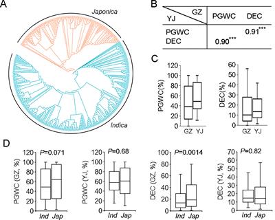 Genome-wide association mapping and gene expression analysis reveal candidate genes for grain chalkiness in rice